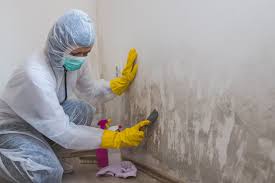 Why You Should Choose Our Mold Remediation Services in Rogersville, MO